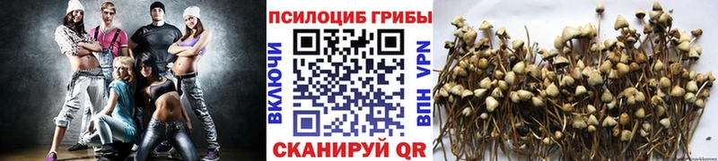 Псилоцибиновые грибы Cubensis Красноуфимск